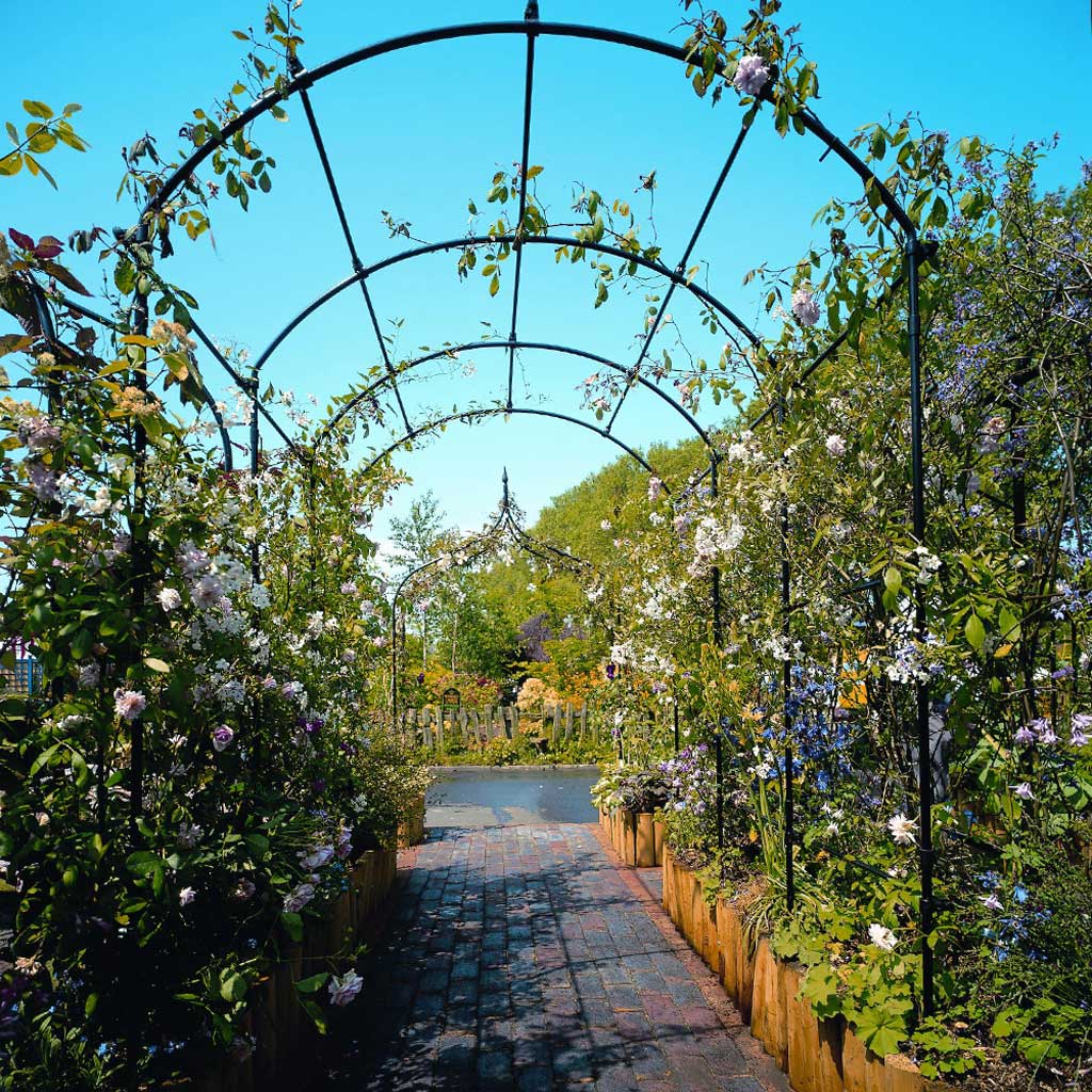 Monet Pergola from underneath, installed across a garden path with roses growing on its frame