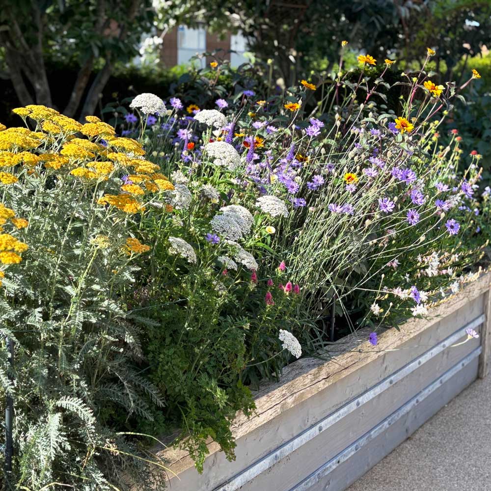 Multi-coloured flowers growing in a wooden planter. 