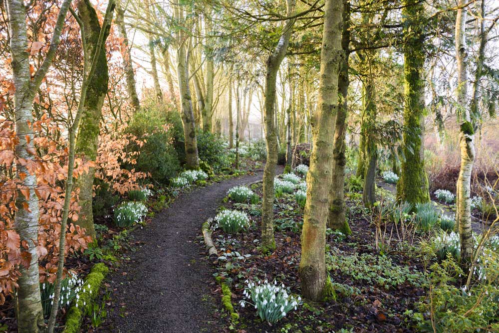 Woodland garden with a path lined by trees and flowering plants