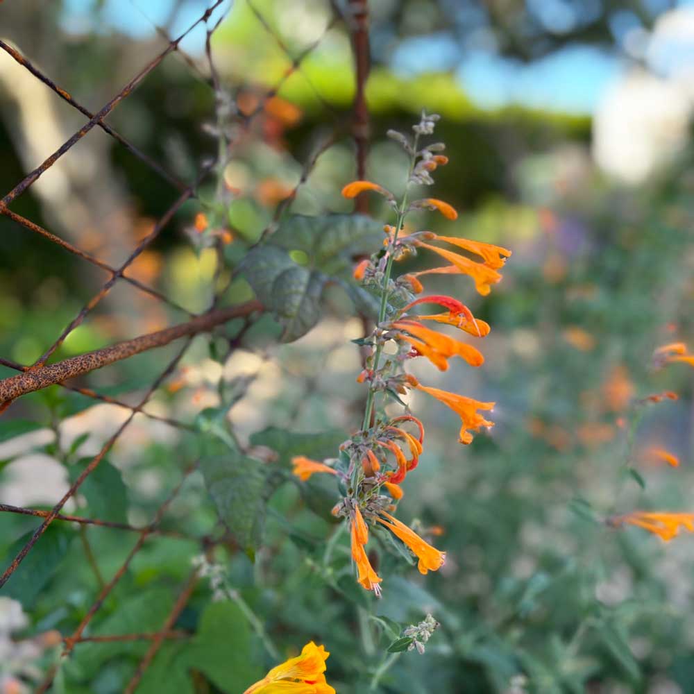orange flower growing on rustic garden arch