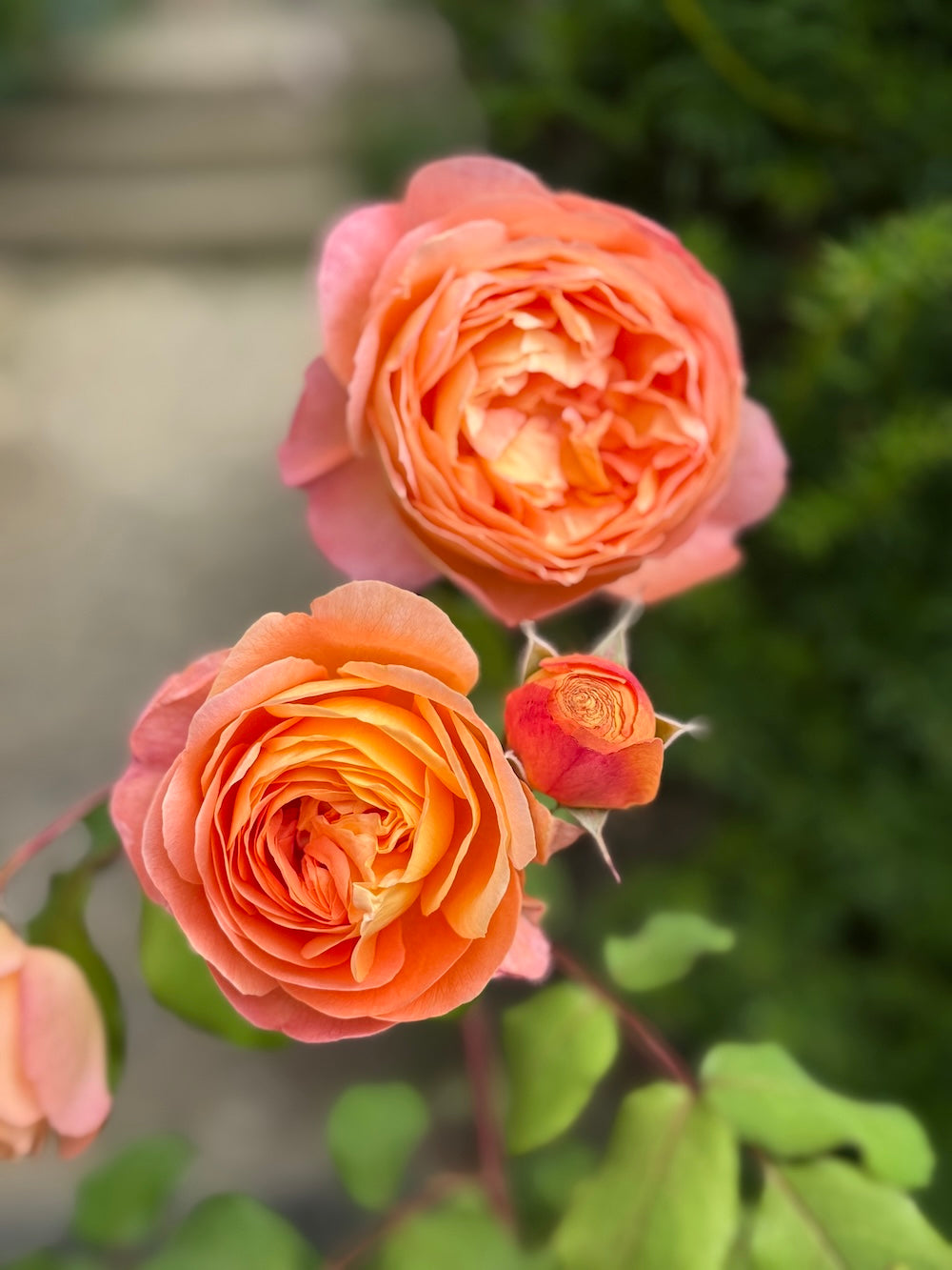 Closeup shot of orange rose flowers growing