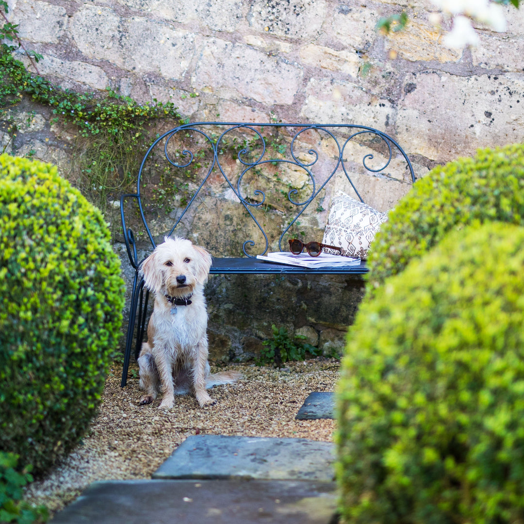 Dog sitting on a gravel path with a stone wall and Agriframes Pavillion Vintage Garden Bench in the background