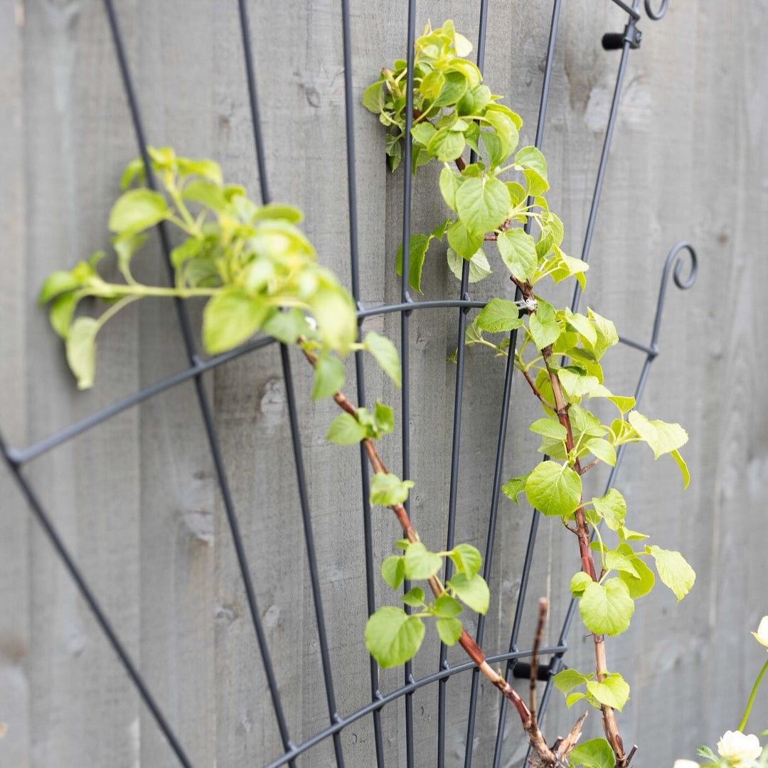 Closeup image of the Agriframes Peacock Trellis installed against a wooden wall with a climbing plant growing up its frame