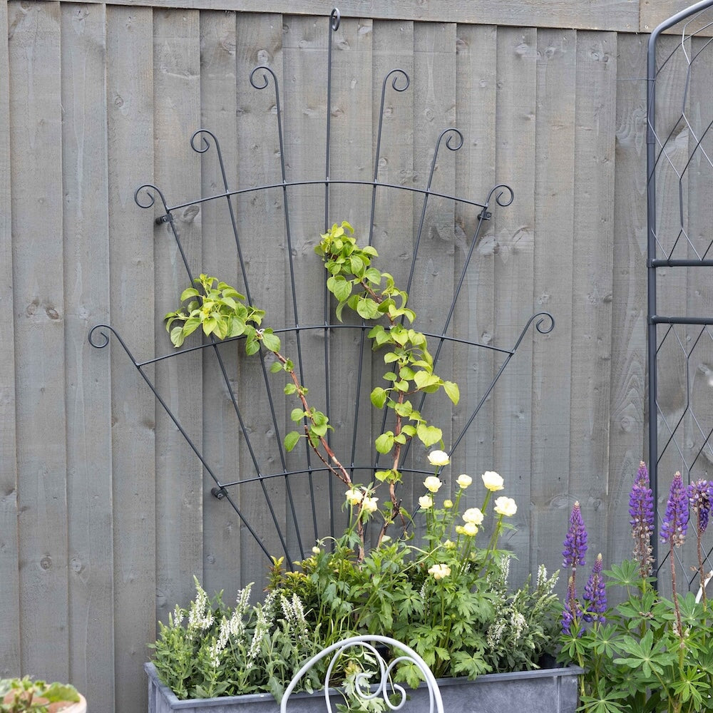 Agriframes Peacock Trellis installed in a zinc planter against a wooden wall at Rhs Chelsesa Flower Show. 