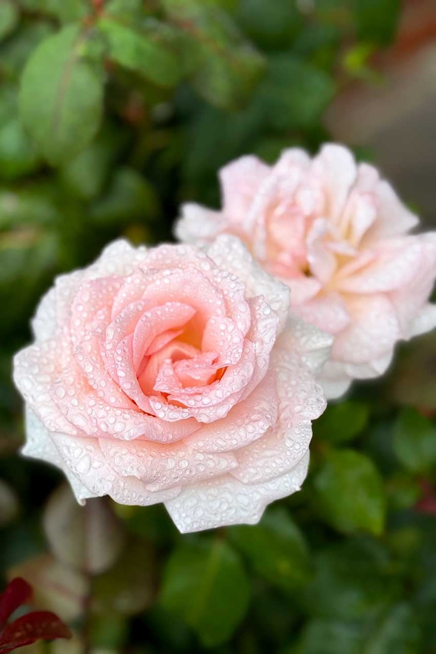 Closeup of a pale pink rose with raindrops on it's petals