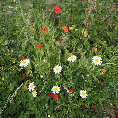 Wildflower Seedballs