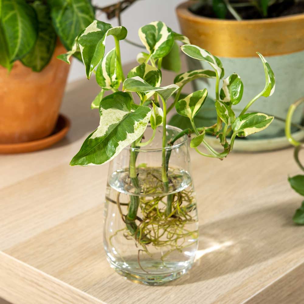 propagate-sowing-seeds-in-a-glass