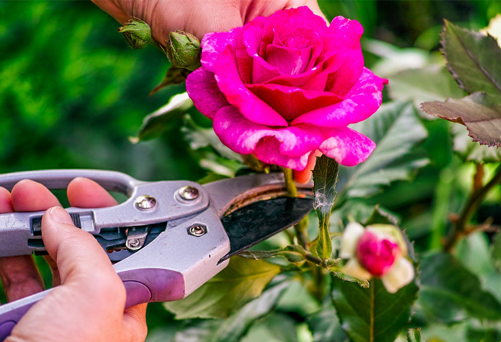 Closeup of a hand holder a pair of shears to prune the head of a pink rose