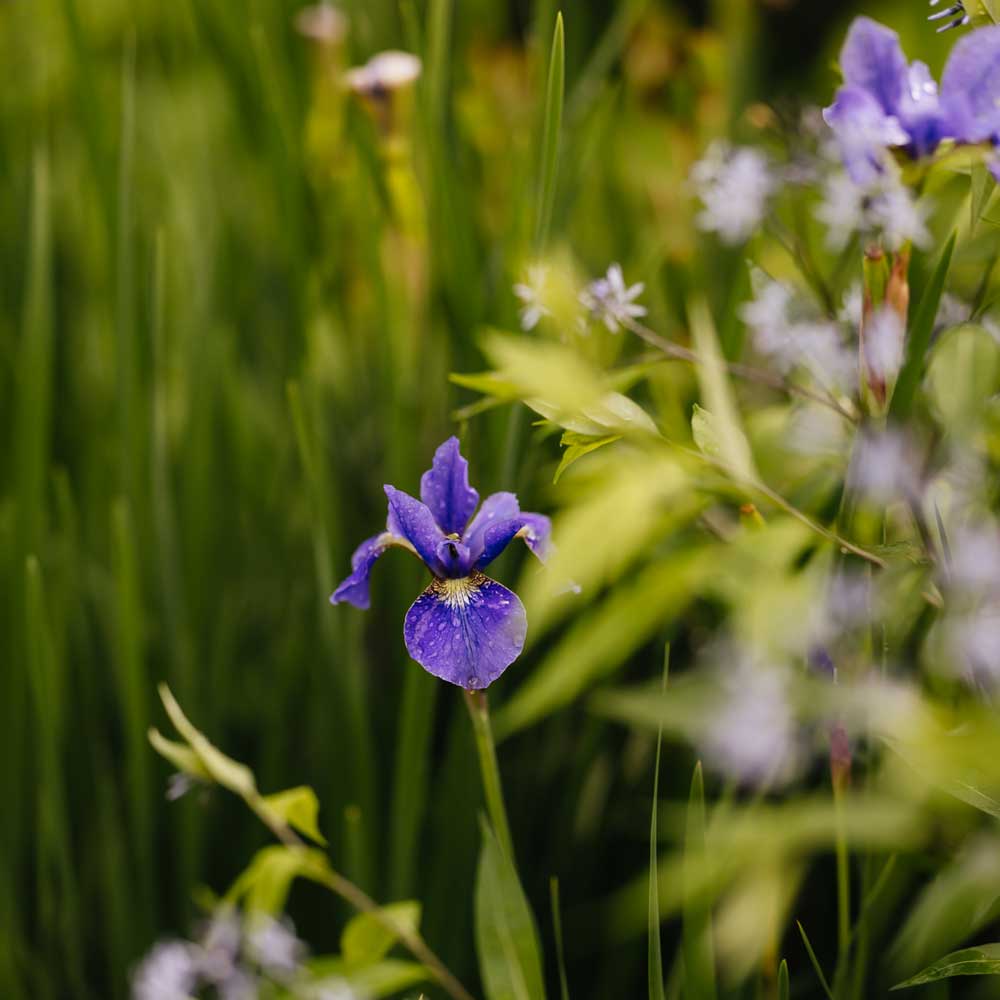 A deep purple flower pictured amongst a garden scene.