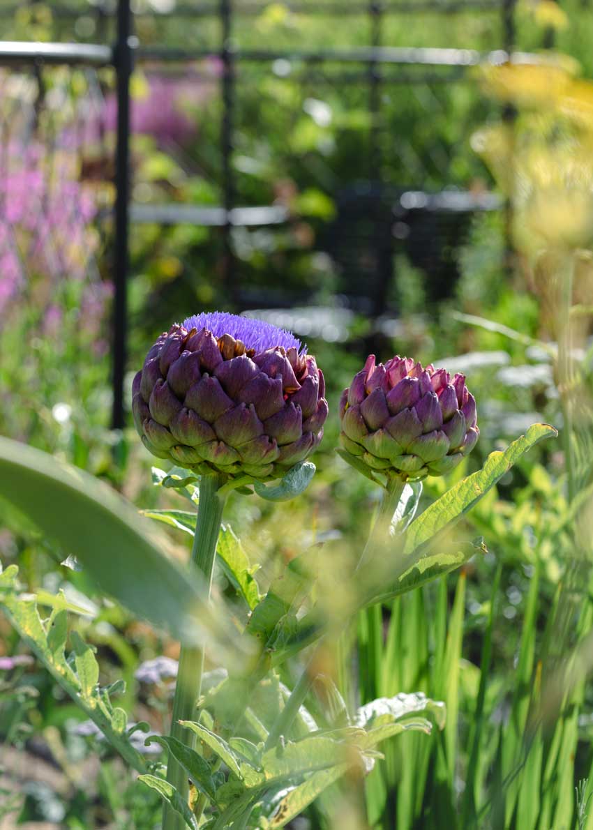 Closeup of two purple globe artichokes growing in a flowerbed