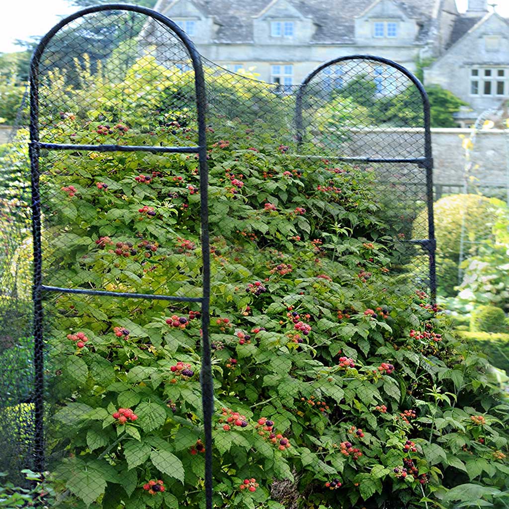 Agriframes Raspberry Support in Matt Black supporting a large raspberry bush in a garden.