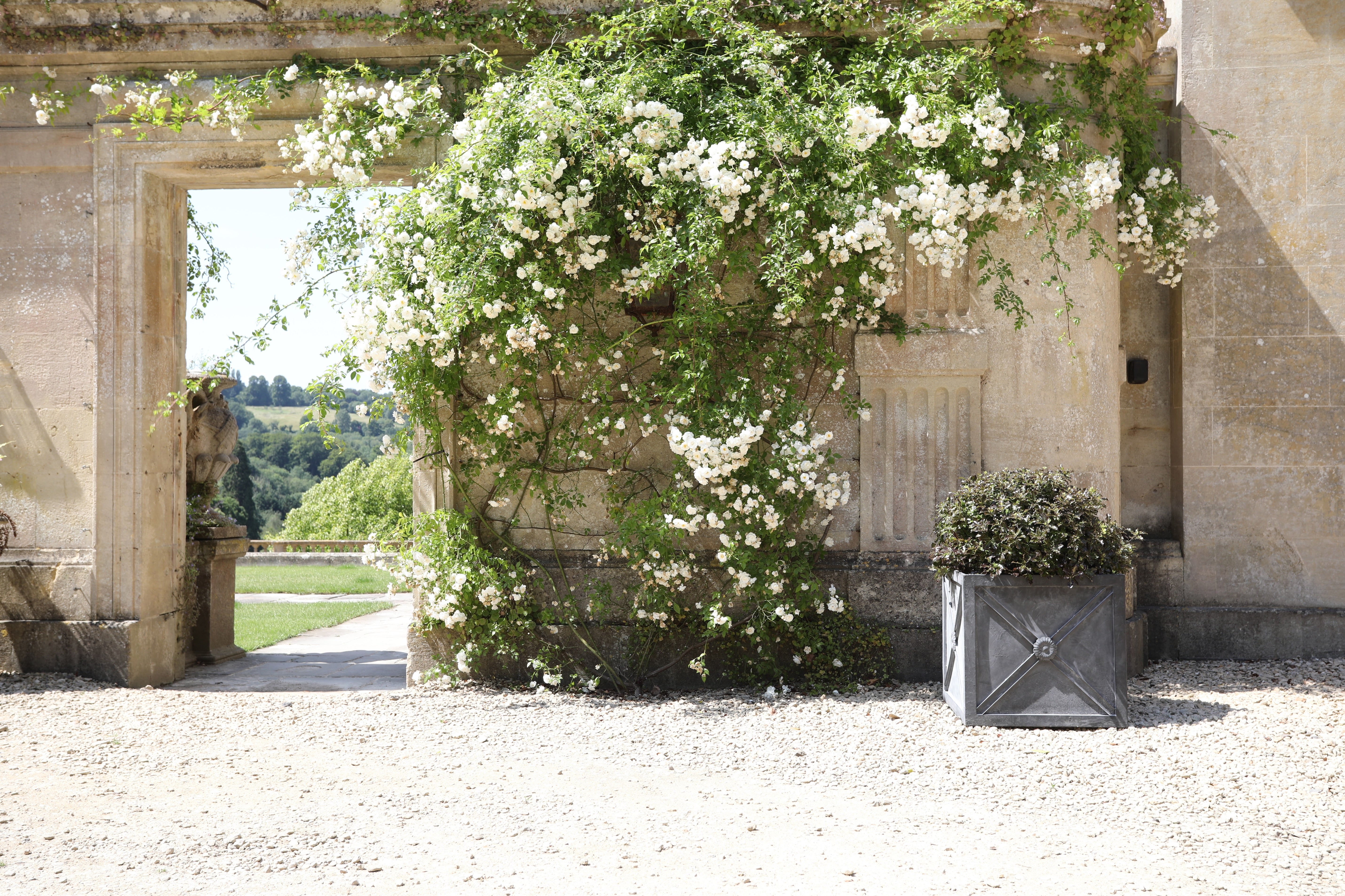 Agriframes regency zinc planter with a shrub growing in it in a gravel courtyard in front of a large stone wall with a white-flowered climbing plant growing on it. 
