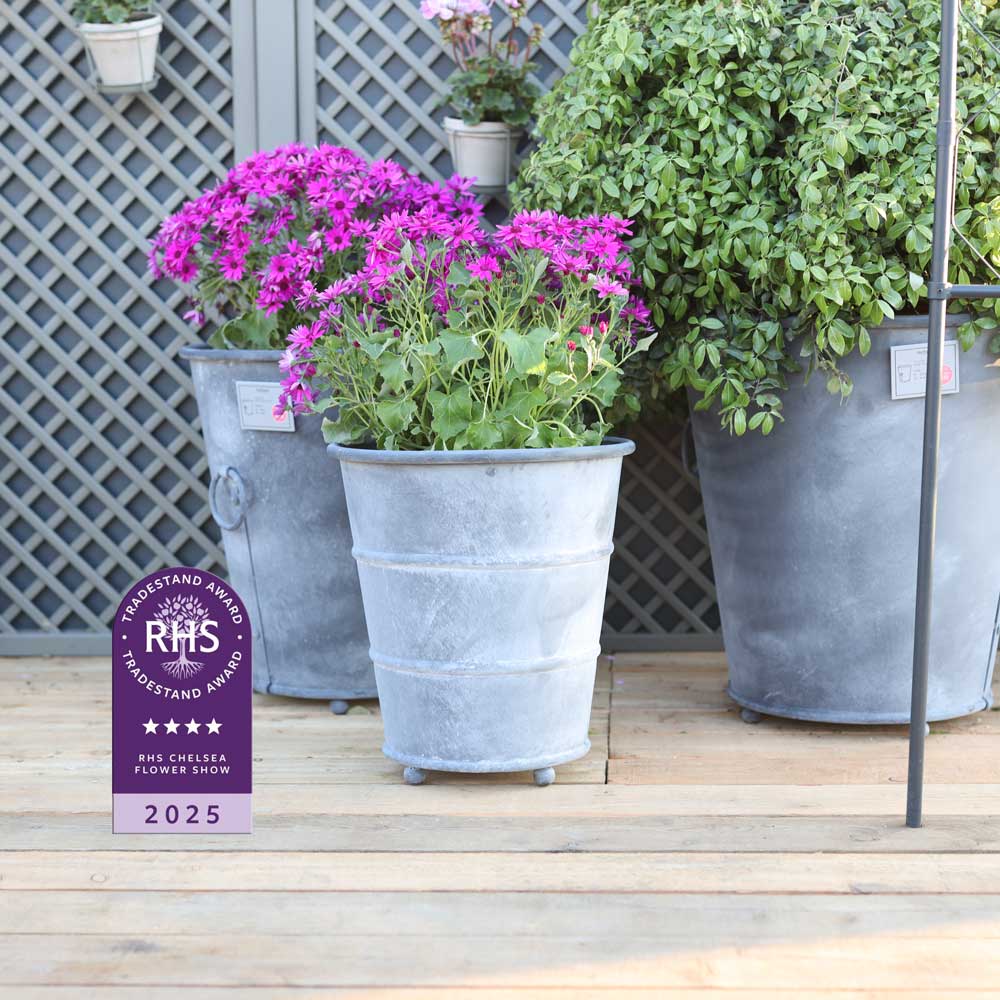 Potted plants on a wooden deck with an RHS Chelsea Flower Show 2025 award badge.