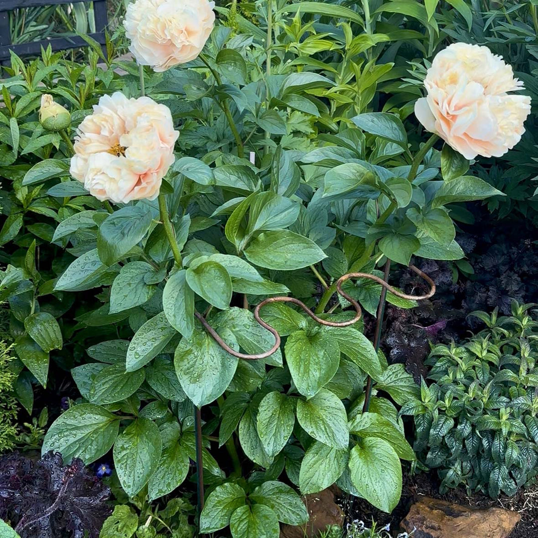 Pink flowers with green leaves in a garden setting