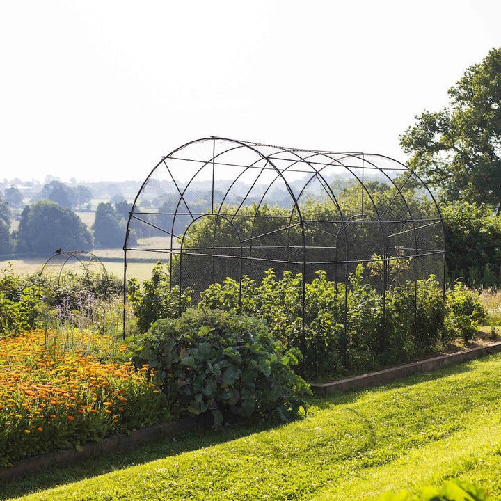 Agriframes roman fruit cage from the back instlaled in a raised bed with fruit bushes growing in it, overlooking a countryside scene