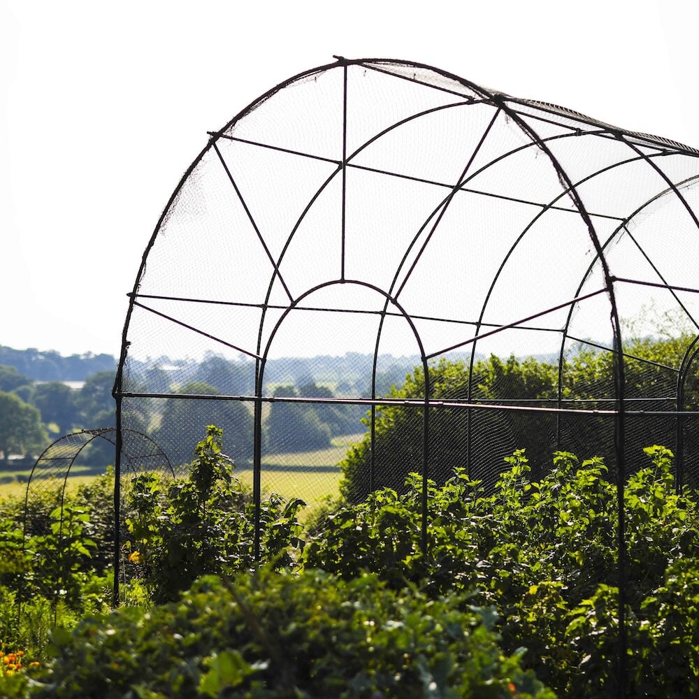 Closeup shot of the agriframes roman fruit cage from the back with fruit bushes growing in it, overlooking a countryside scene