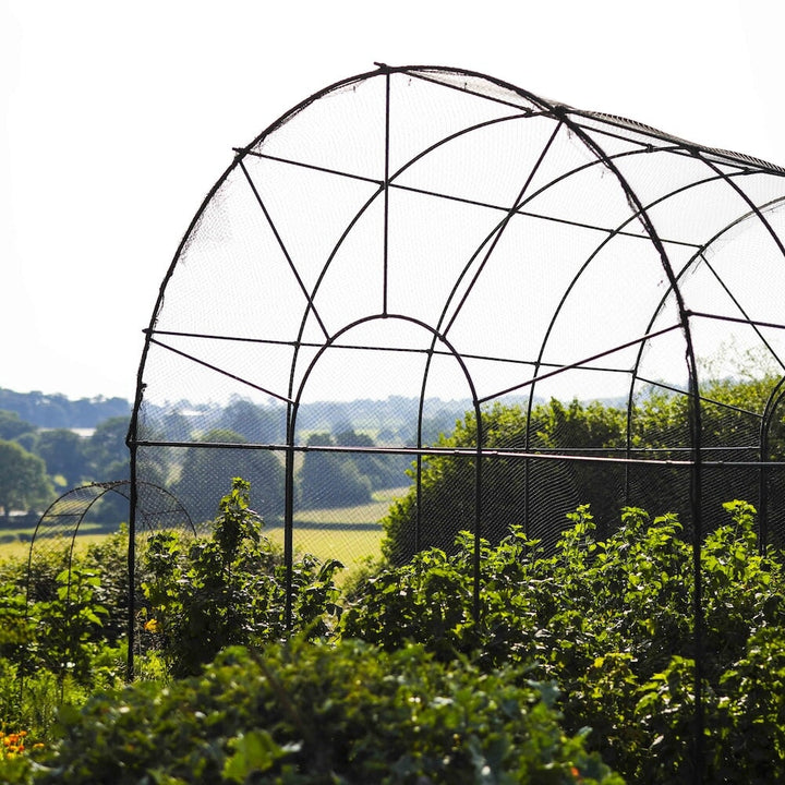 Closeup shot of the agriframes roman fruit cage from the back with fruit bushes growing in it, overlooking a countryside scene