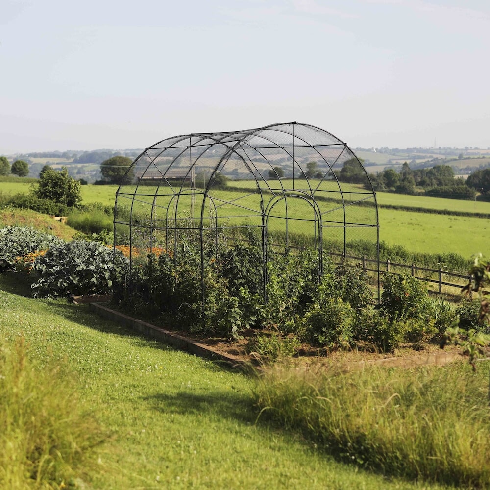 agriframes roman fruit cage from the front in a raised bed with fruit bushes growing in it 