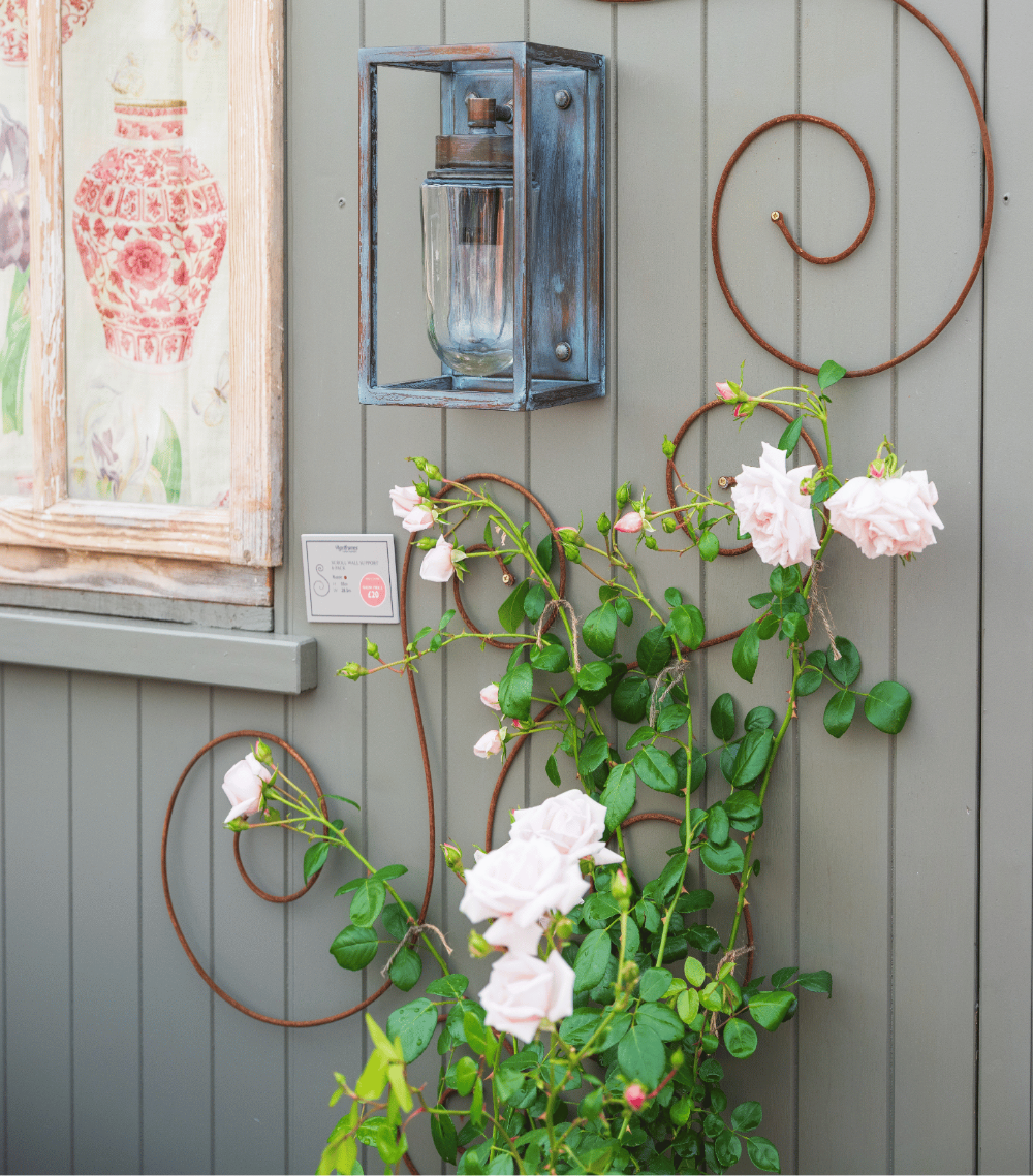Rose plant climbing up an Agriframes spiral trellis mounted to a wooden wall.