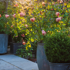 Roses growing in a blue planter 
