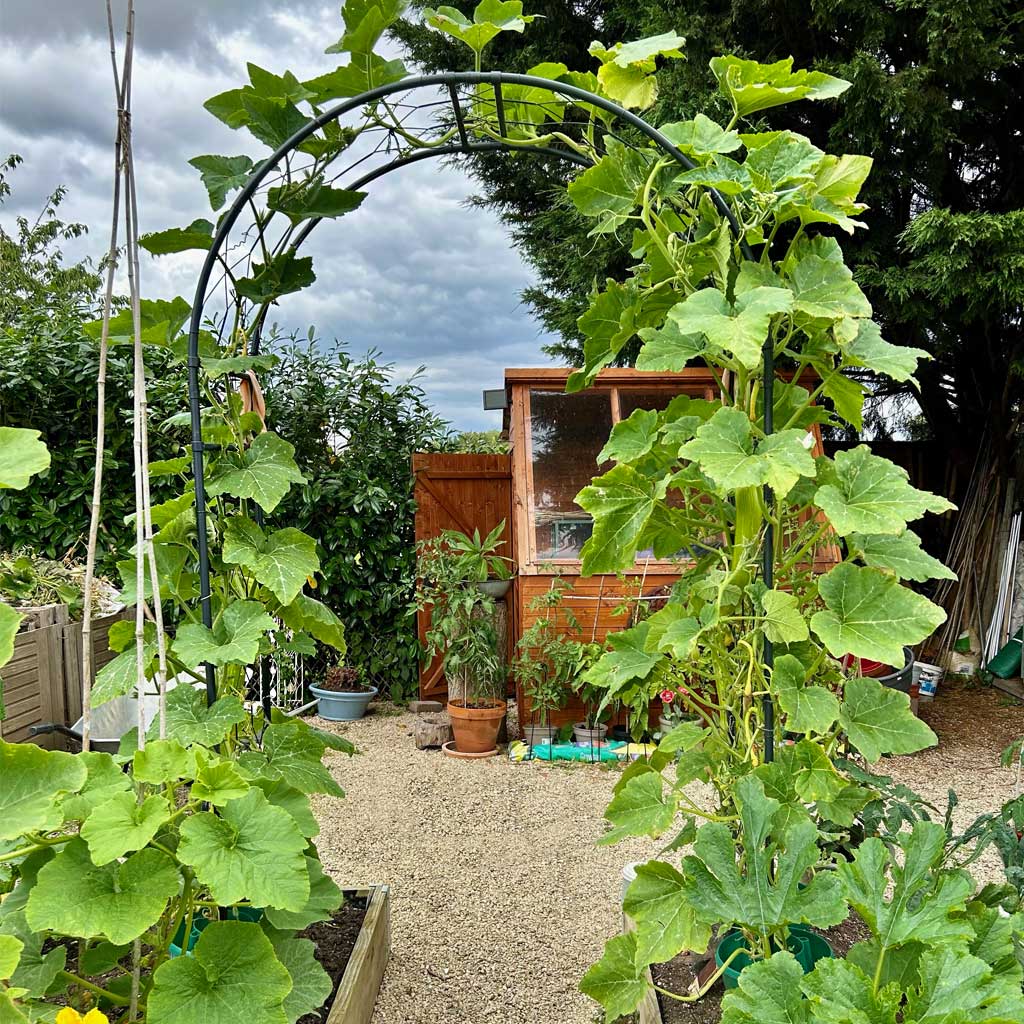 Round Arch with squashes growing upon
