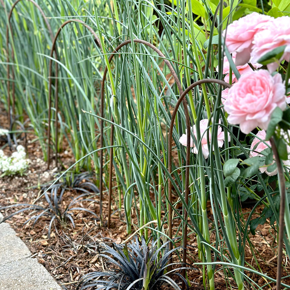 Garden scene with pink flowers and green plants