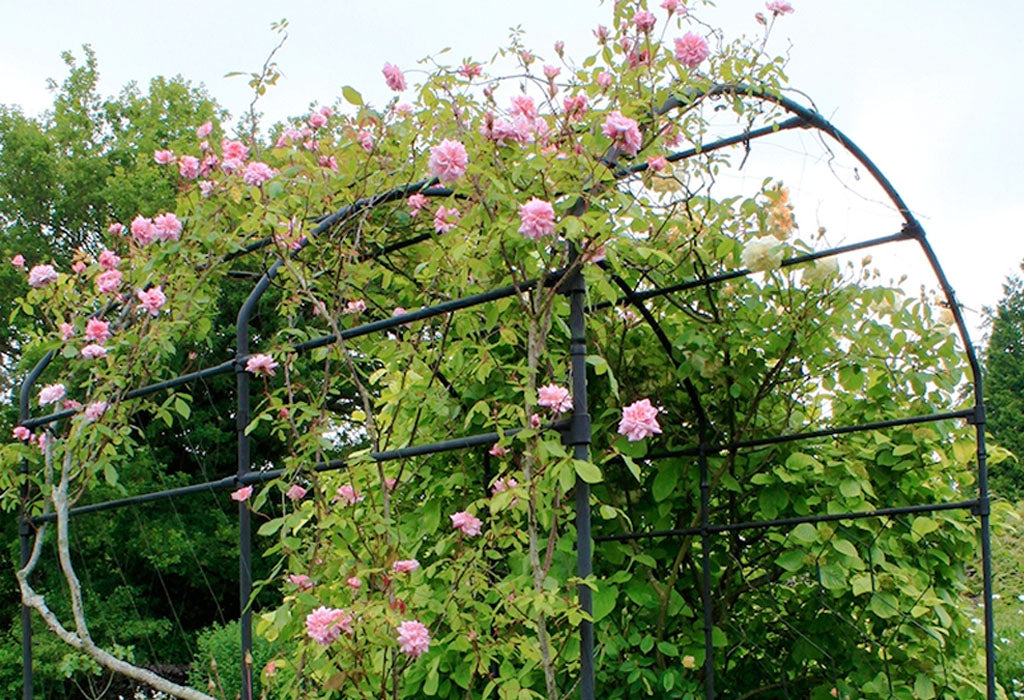 Agriframes Round Pergola in a Matt Black finish with roses climbing on its frame