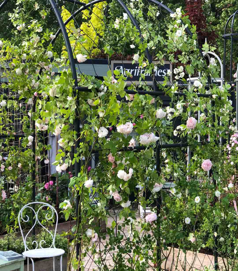 Agriframes round pergola with pink roses growing on it at Chelsea Flower Show