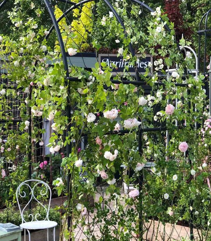 Agriframes round pergola with pink roses growing on it at Chelsea Flower Show