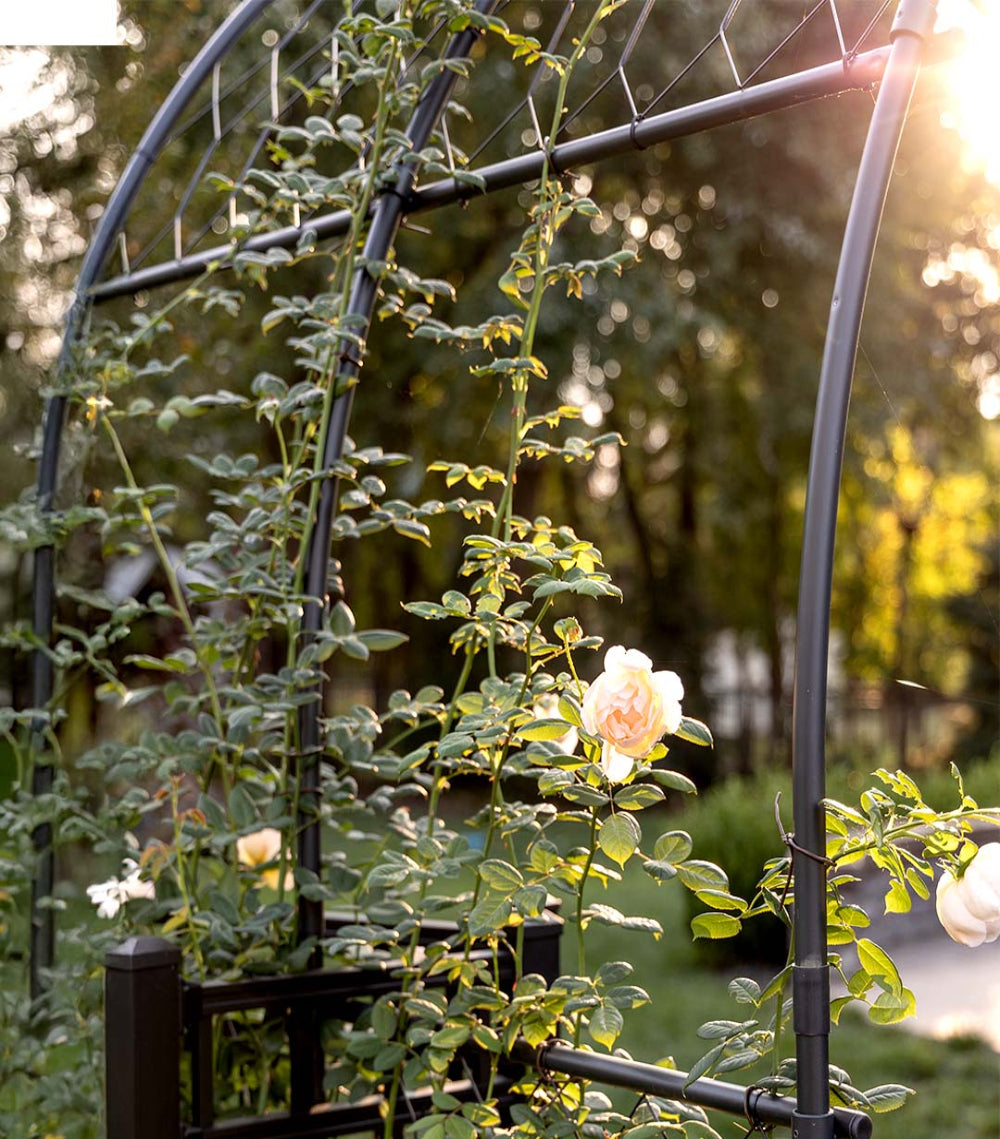 Closeup image of Agriframes round pergola in matt black with pink roses growing on it