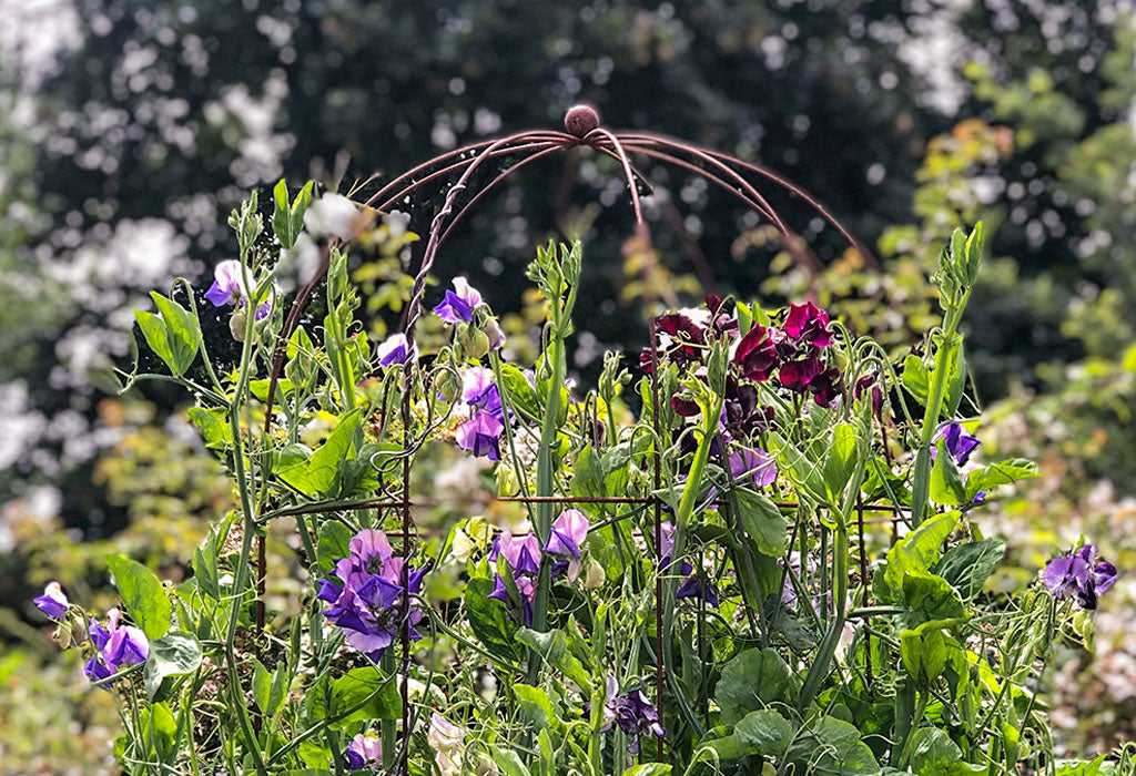 Agriframes Elegance Runner Bean Tower closeup with multicoloured flowers growing on the frame