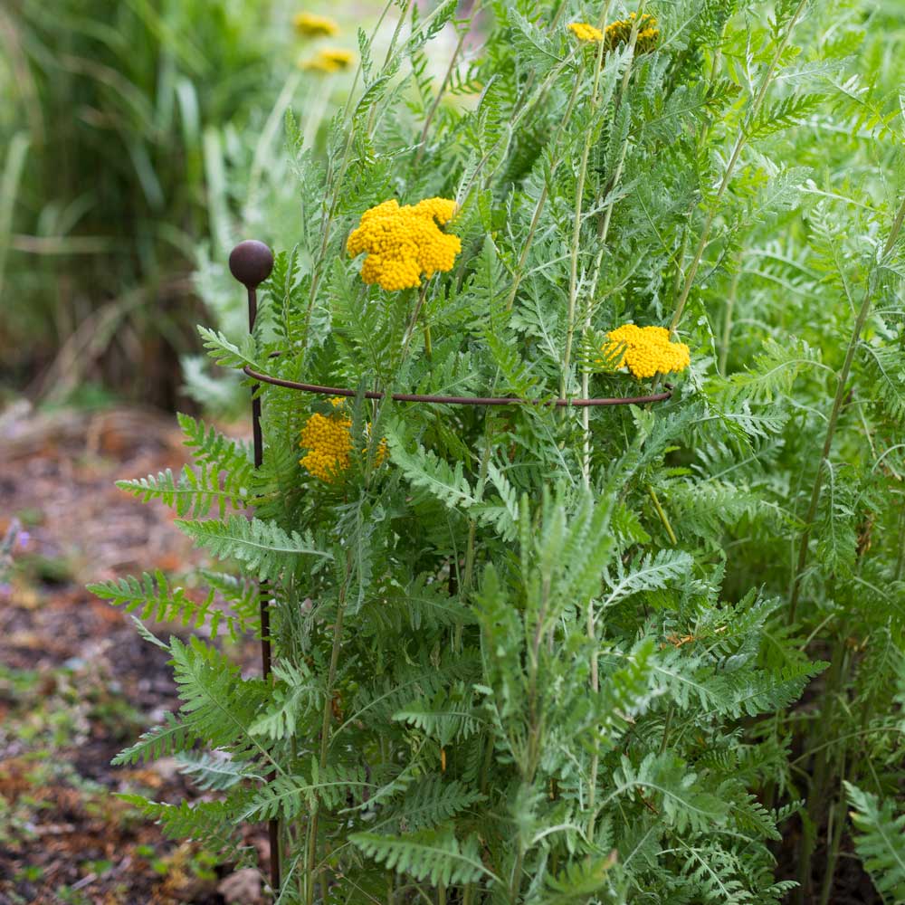 rustic hooped plant support with yellow flowers