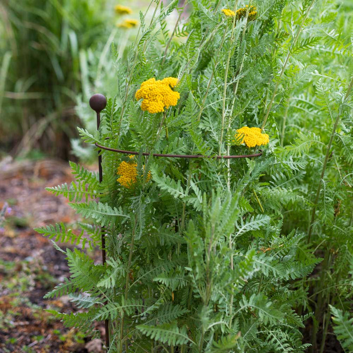 rustic hooped plant support with yellow flowers