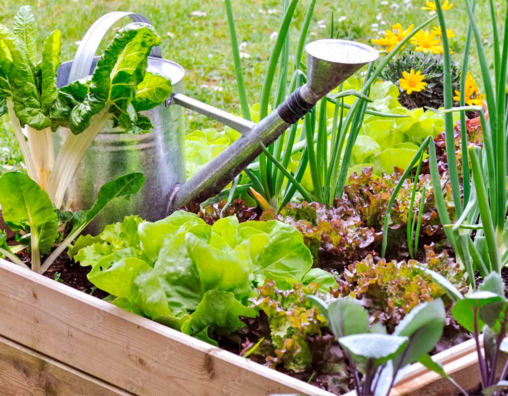 Various types of salad leaves and spring onions growing in a raised wooden bed with a metal watering can. 