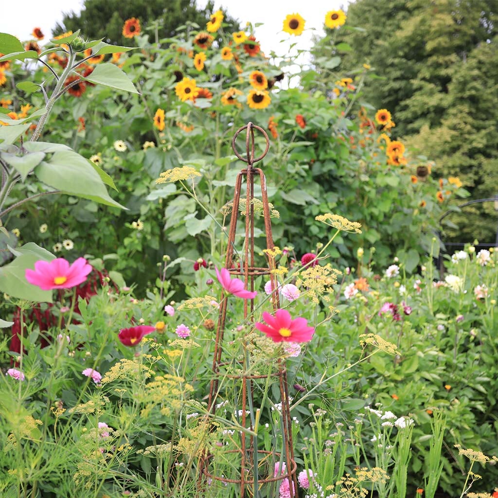 Agriframes elegance obliesk in a rust finish in a flowerbed 