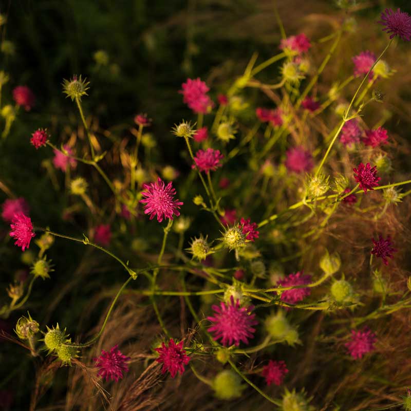 spring_flowers_at_the_newt_gardens