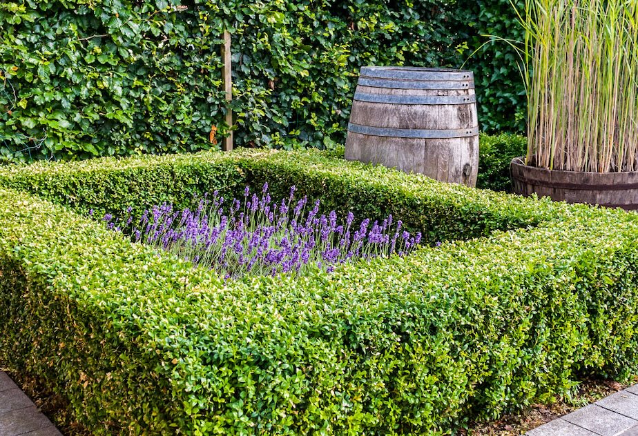 Low manicured hedge in a square shape with a cut out in the middle containing a bed of purple flowers. 