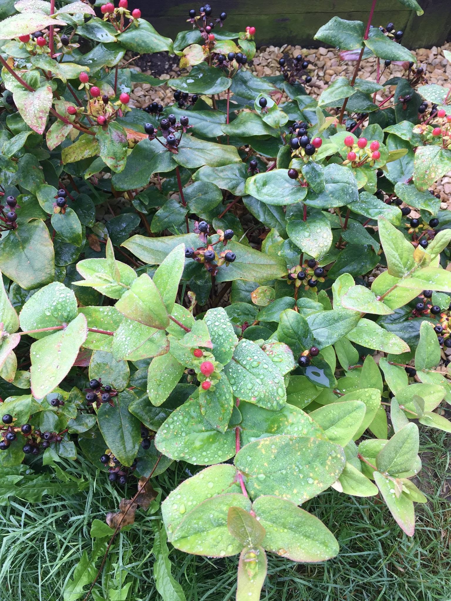 A bush of st john's wort
