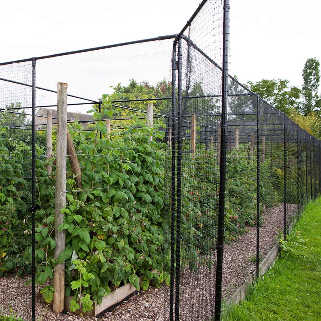 Steel fruit cage with an open door with rows of raspberry bushes inside