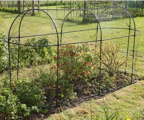 Agriframes Steel Long Fruit Cage in Matt Black installed in a flower bed with various plants growing inside it.