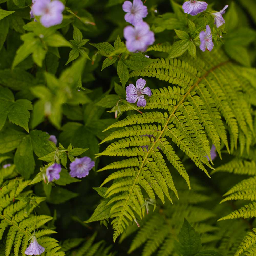 Purple sumer flowers pictured amongst fern leaves in a garden.