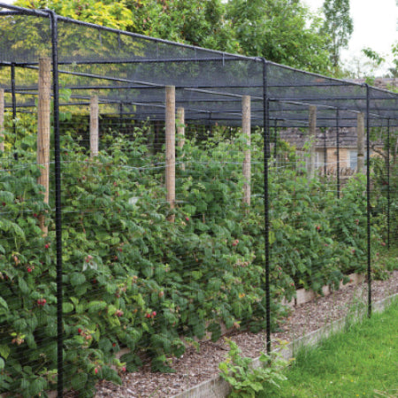Agriframes Superior Fruit Cage from the side with several rows of rapsberry bushes within