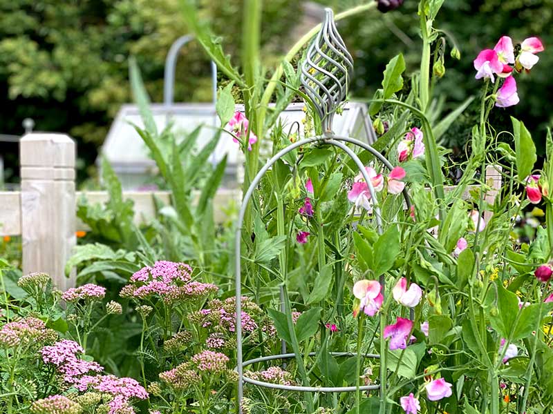 Sweet peas growing on an Agriframes Elegance Obelisk