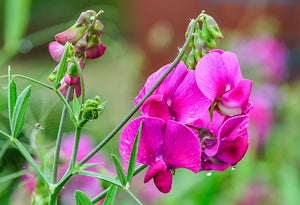 sweetpea_flowers_growing
