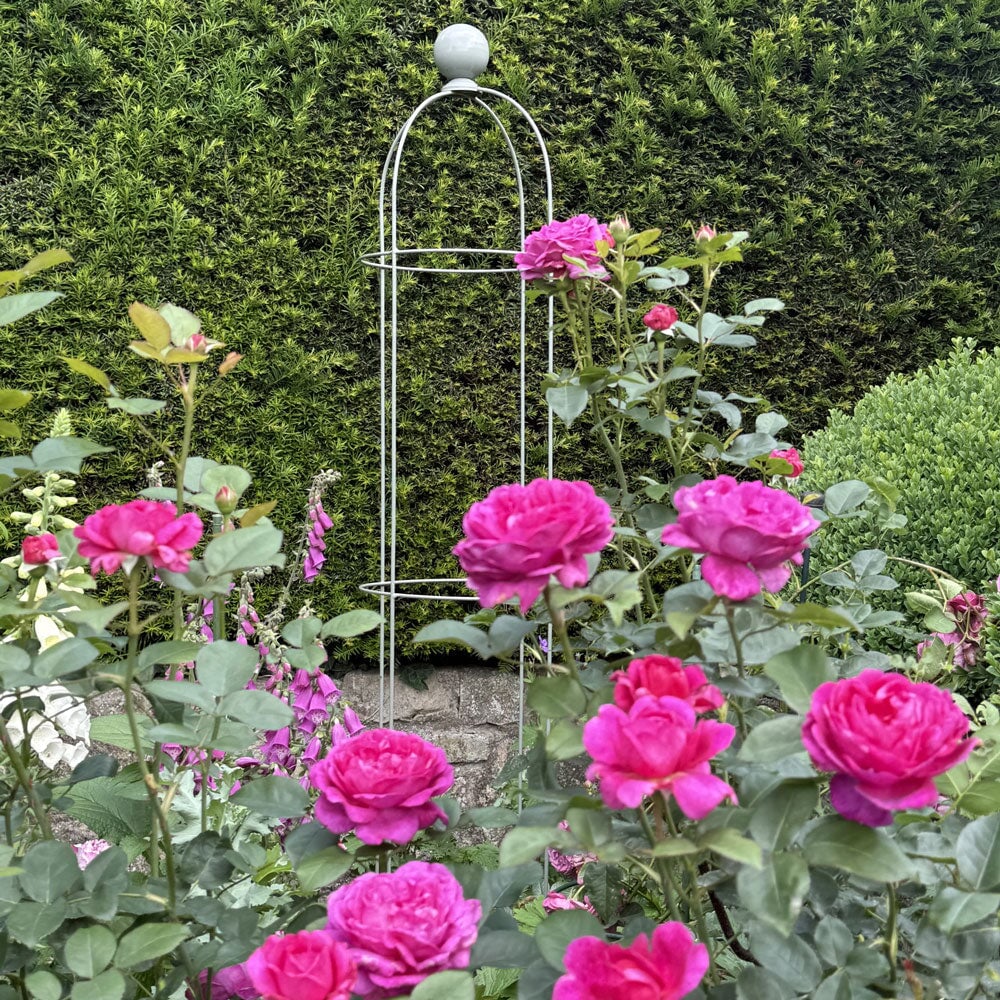 Pink roses with a metal garden arch in a garden setting