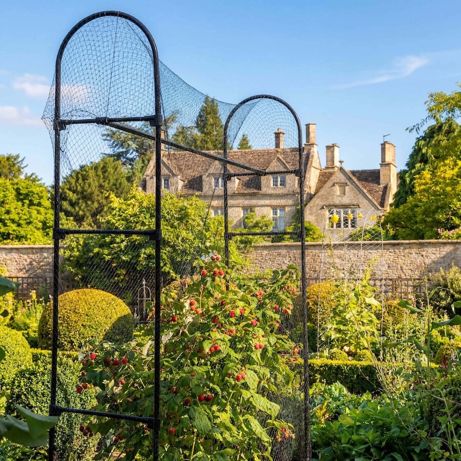 Agriframes Telescopic Raspberry Support in a large walled garden with a raspberry bush growing in its frame