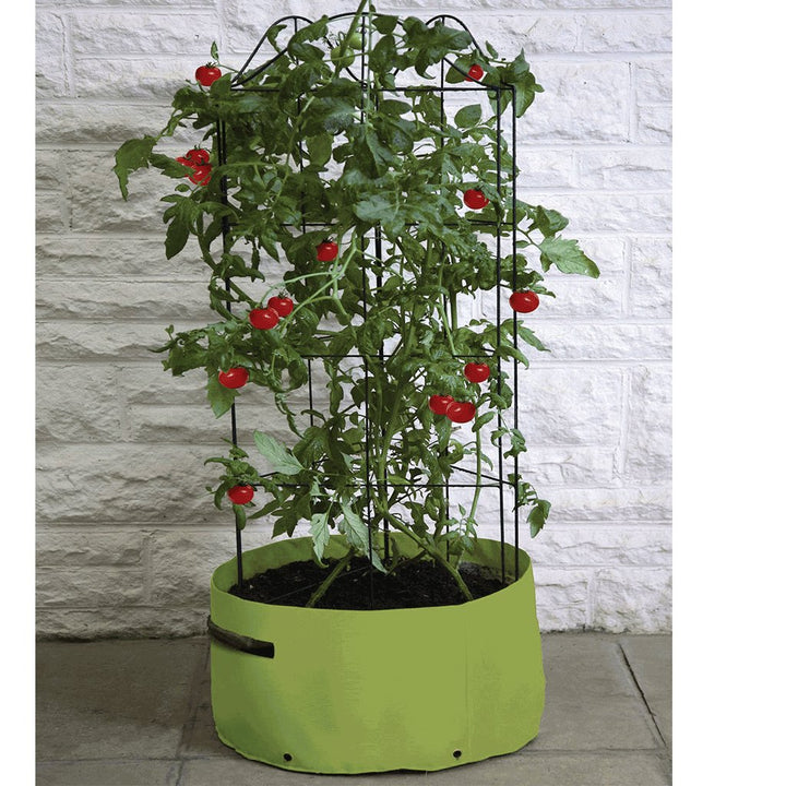 Agriframes Tomato Climbing Patio Planter with a tomato plant growing on its frame on a patio