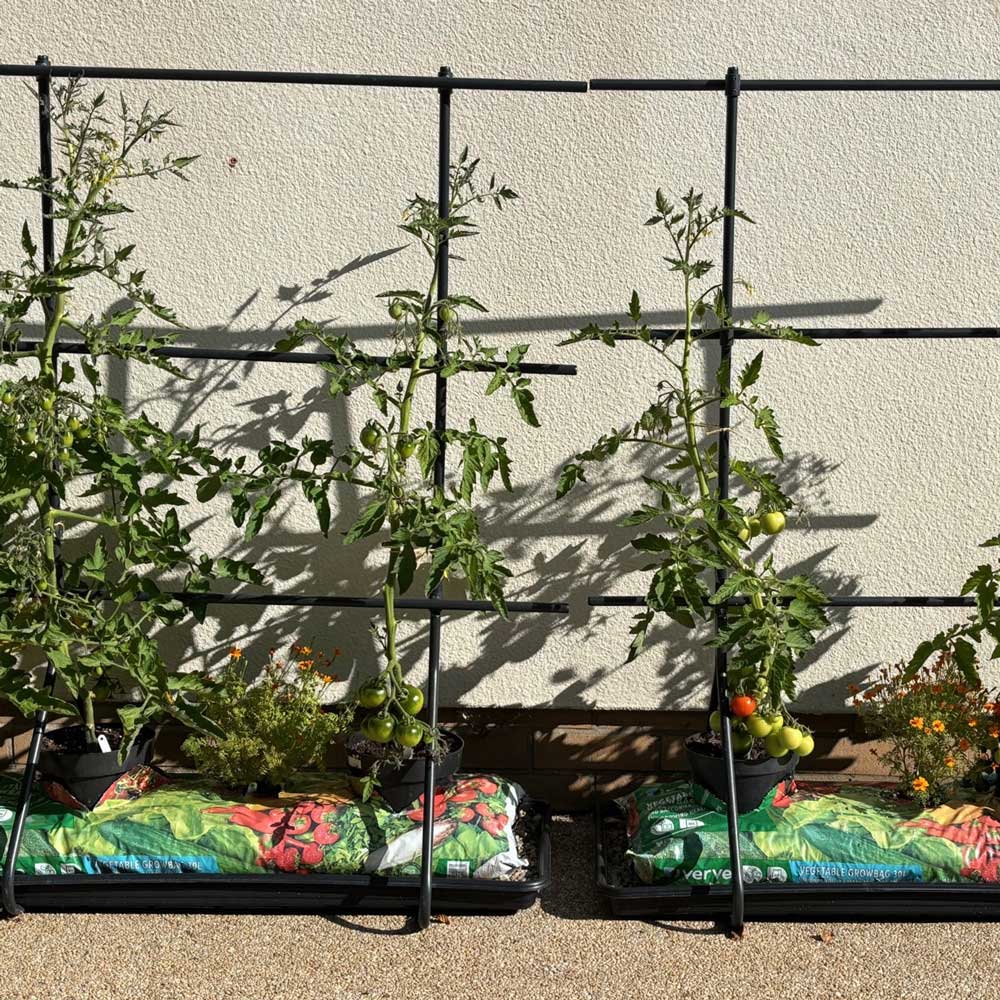 Three tall tomato plants growing on matte black plant frames against a cream wall. 