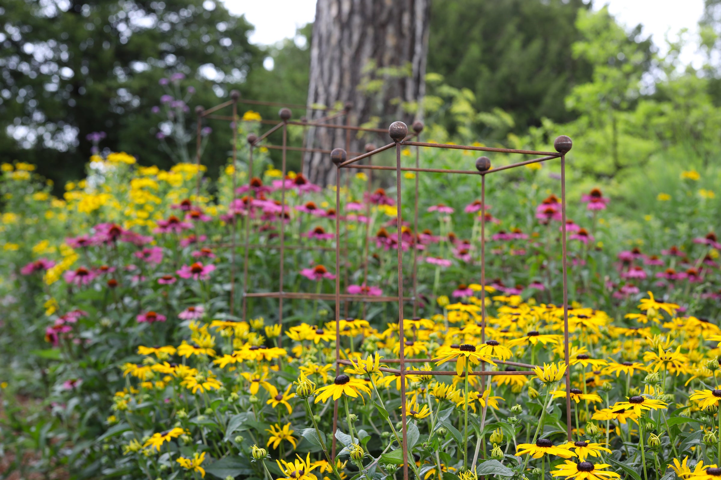 Three Agriframes Tower Plant Supports installed in a row on a slope with multicoloured flowers all around.