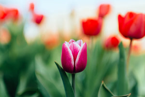 tulip_growing_in_the_garden